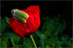 Mohn ... just bloomed