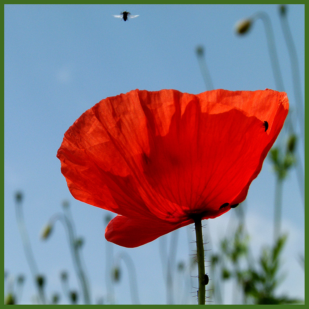 Mohn + Käfer