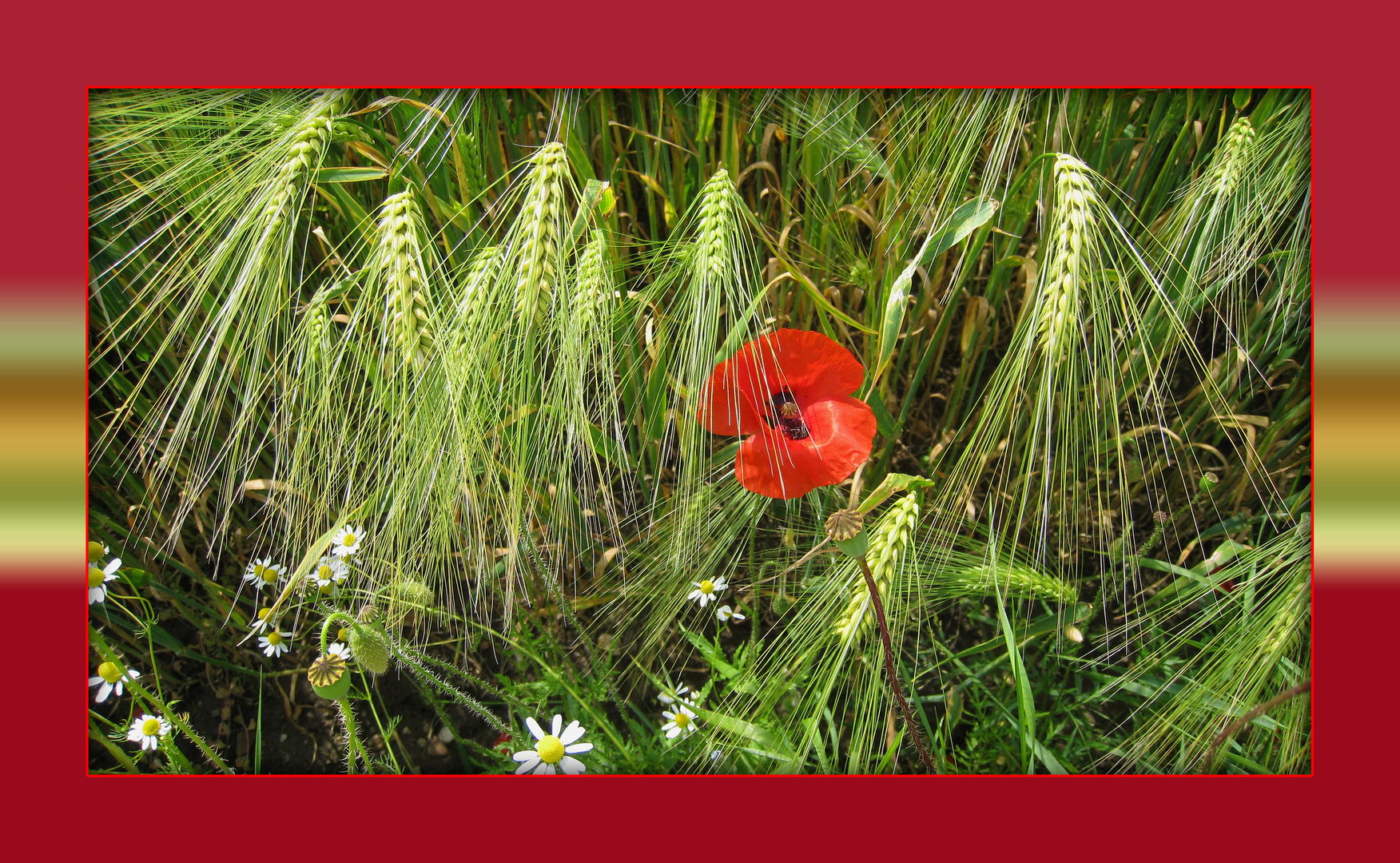 Mohn kämpft sich durch