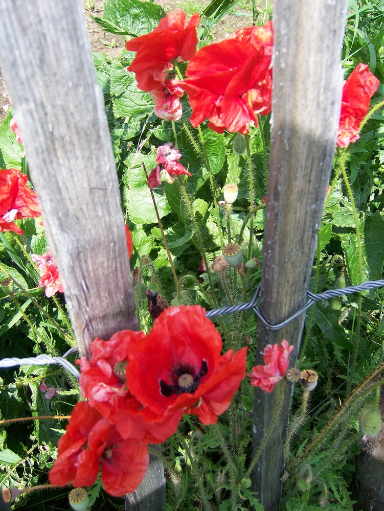 Mohn Kaertnen 2008