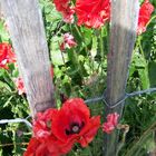 Mohn Kaertnen 2008