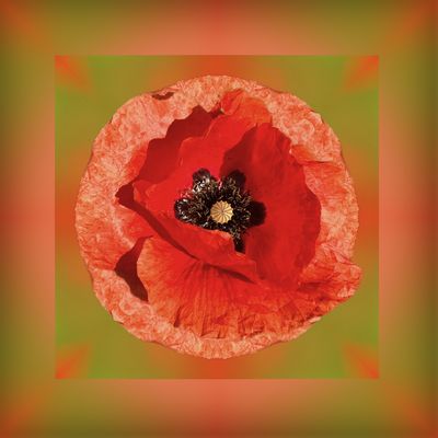 Mohn kaleidoskopisch