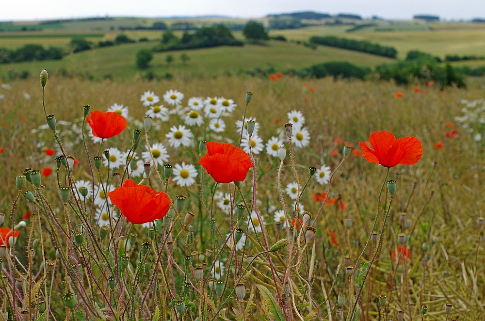 Mohn, Kamille 4.7.14