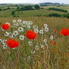 Mohn, Kamille 4.7.14