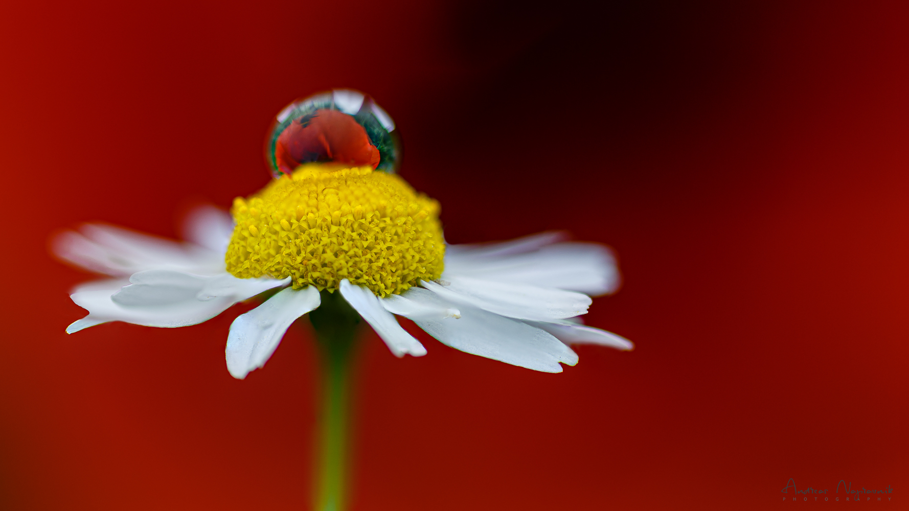 Mohn & Kamille