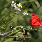 Mohn Kamille und die Biene