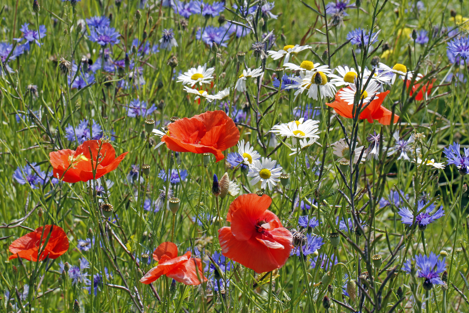 Mohn, Kamille und Kornblumen