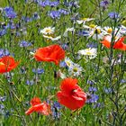 Mohn, Kamille und Kornblumen