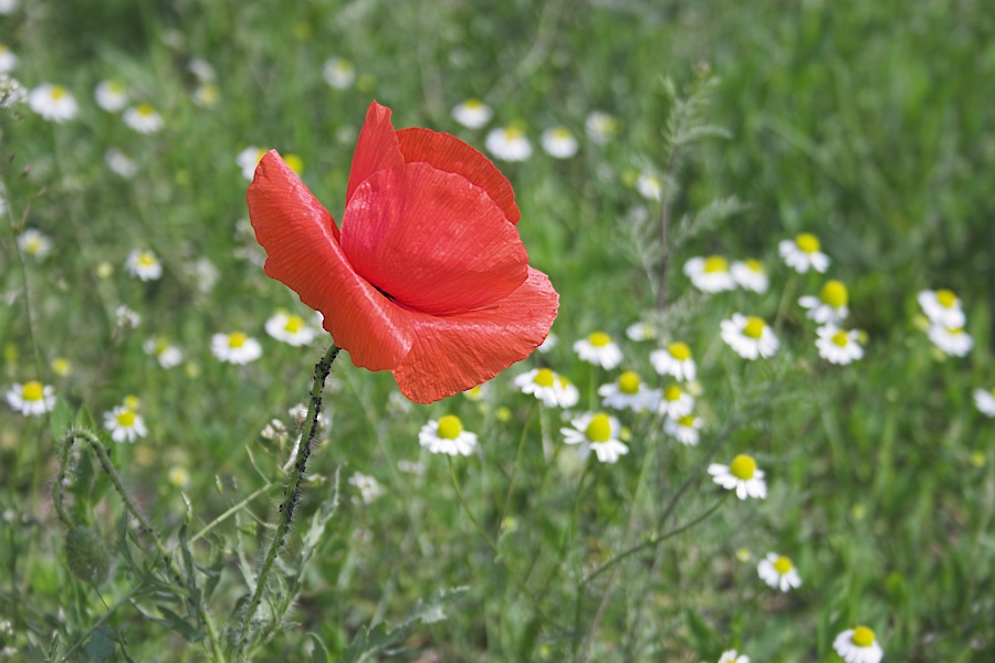 mohn & kamillen