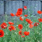 Mohn kann alles..