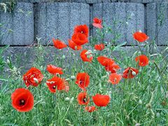 Mohn kann alles..