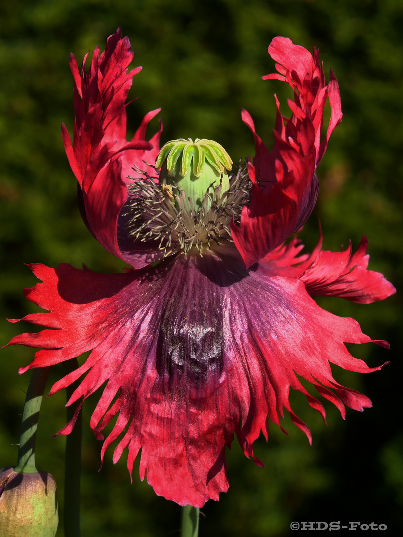 Mohn kann süchtig machen.