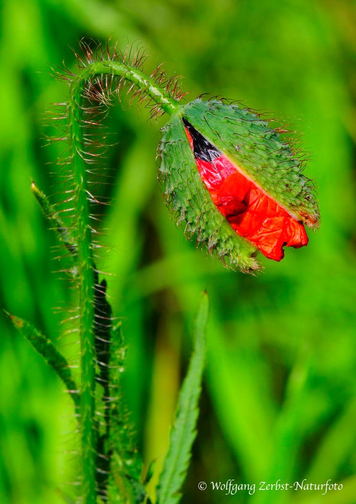 --- Mohn-Kapsel  ---