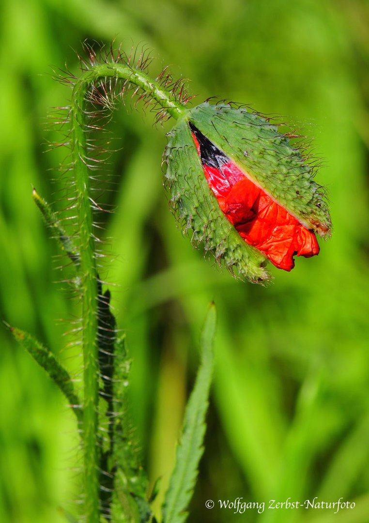 --- Mohn-Kapsel  ---