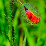 --- Mohn-Kapsel  ---