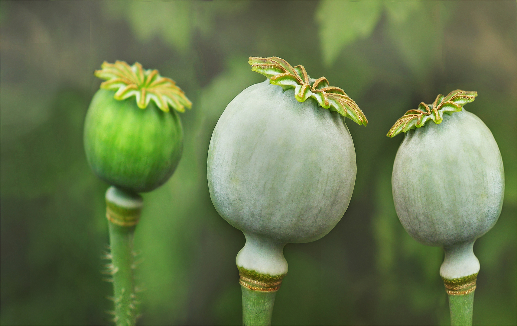  Mohn-Kapsel-Trio....