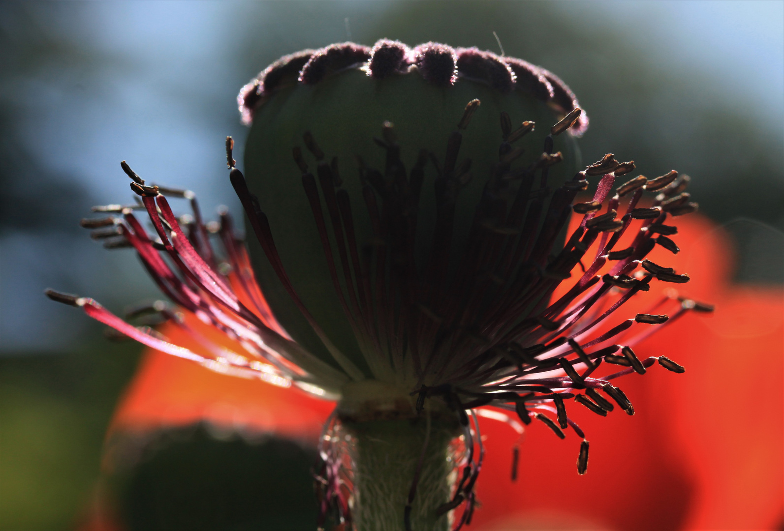 Mohn Kapsel vor Mohnblüte