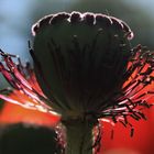 Mohn Kapsel vor Mohnblüte