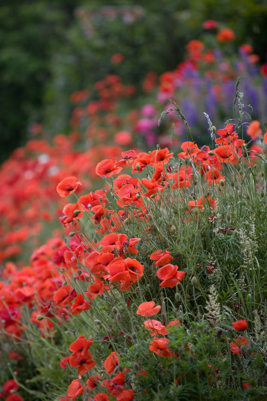 Mohn, Keitum