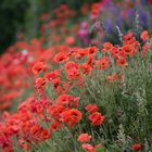 Mohn, Keitum