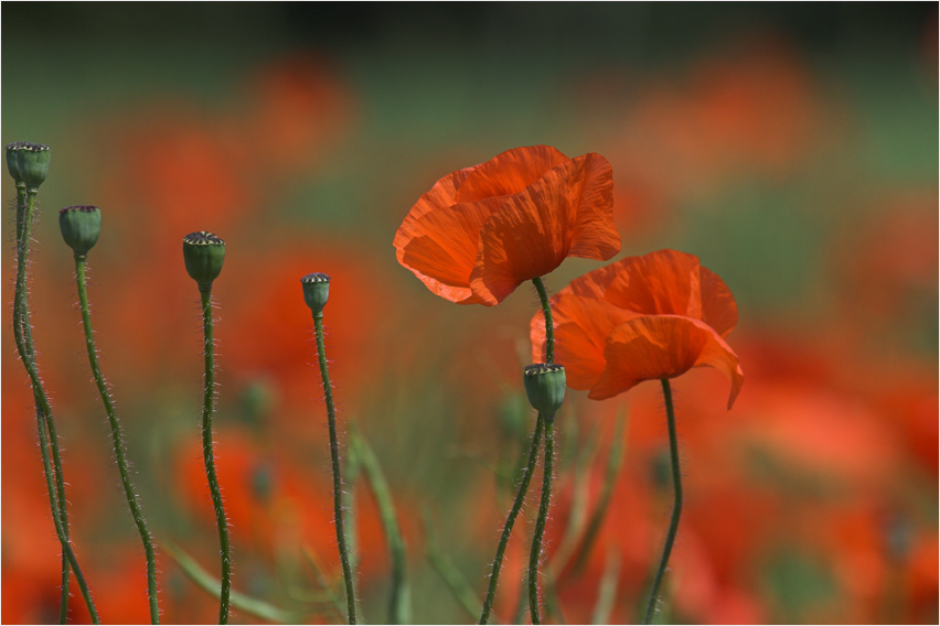 Mohn, klassisch