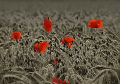 Mohn-Klatsch