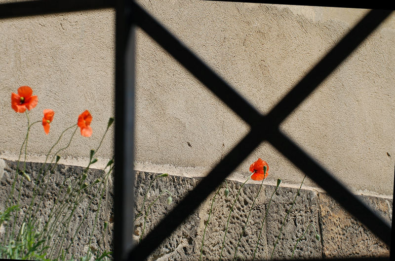 Mohn-Klatsch