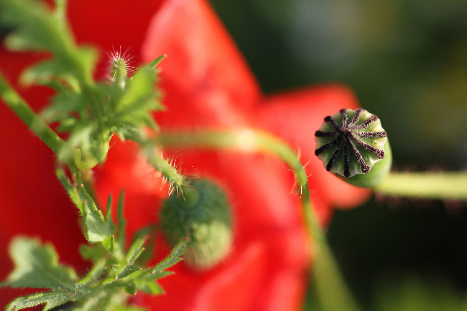 Mohn-Klatsch-und-Tratsch