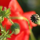 Mohn-Klatsch-und-Tratsch