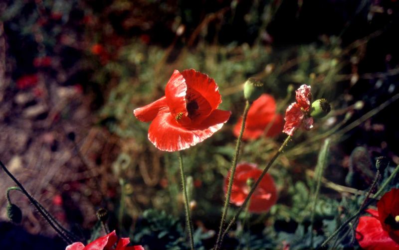 Mohn - Klatschmohn -