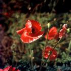 Mohn - Klatschmohn -