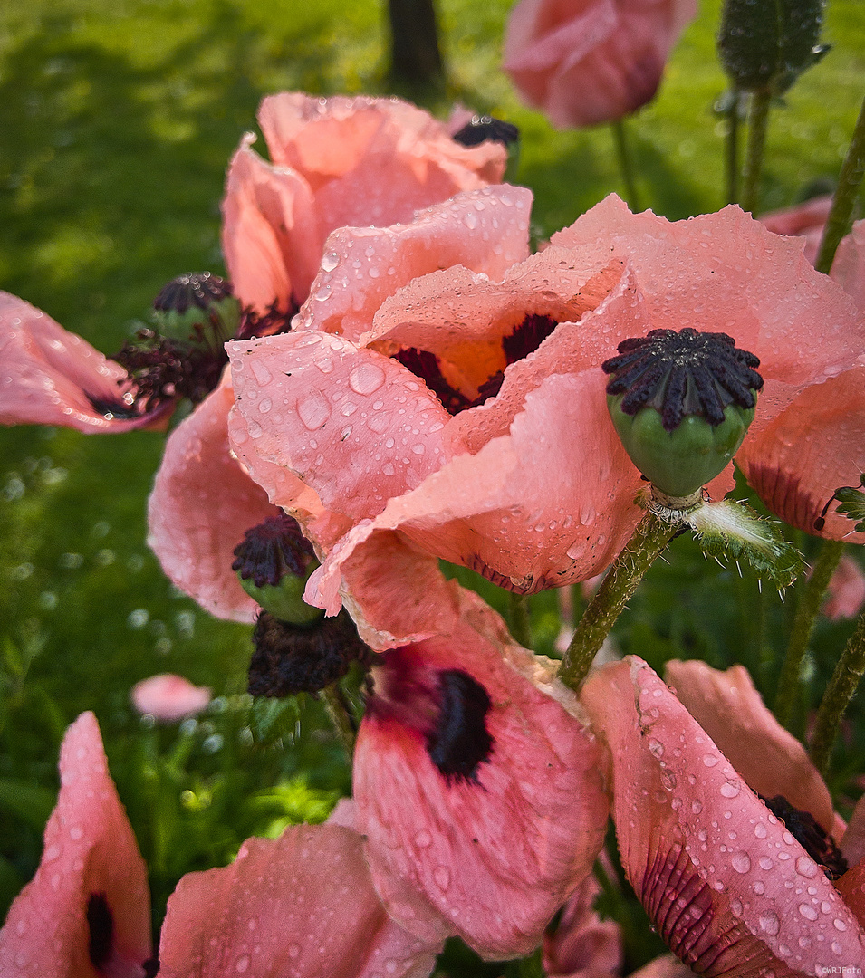 Mohn, klatschnass