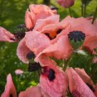 Mohn, klatschnass