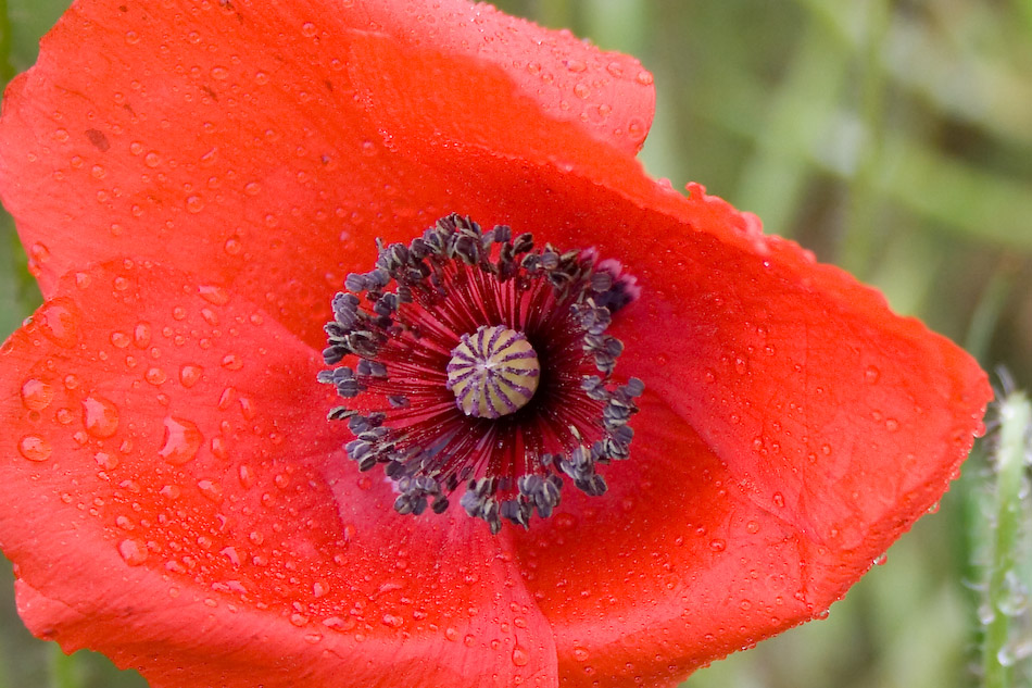 Mohn klatschnass