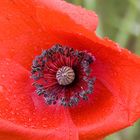 Mohn klatschnass