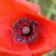 Mohn klatschnass