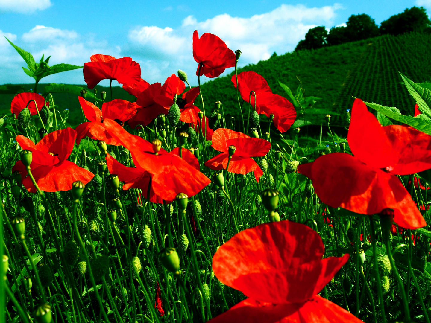 Mohn - knallig