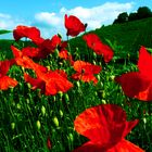 Mohn - knallig