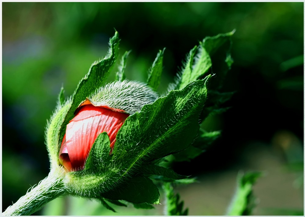 *Mohn-Knospe*