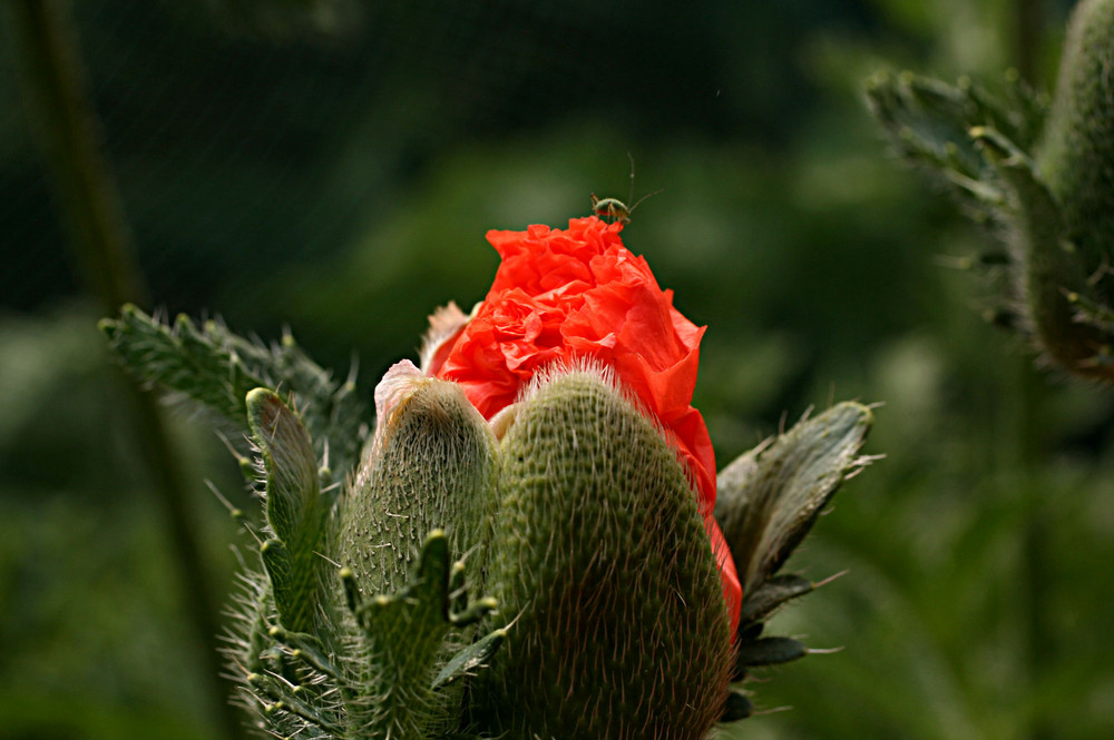 Mohn Knospe mit einen Besucher !!