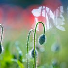 Mohn Knospen