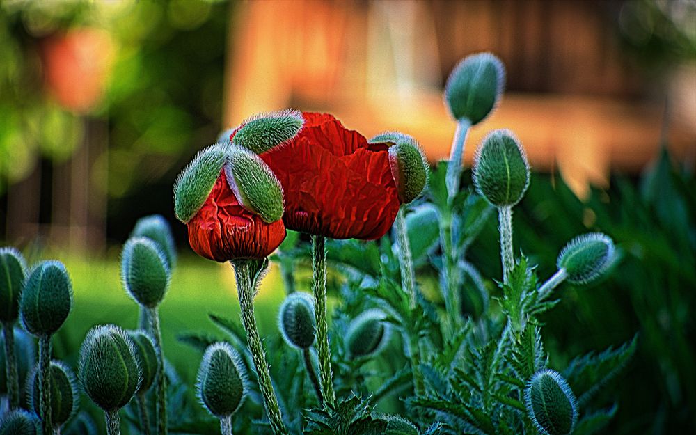 Mohn, Knospen und Blüten