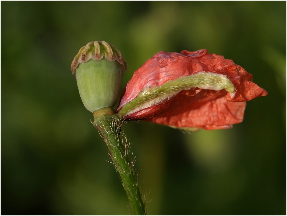 Mohn **** Komm, ich halt Dich! ****