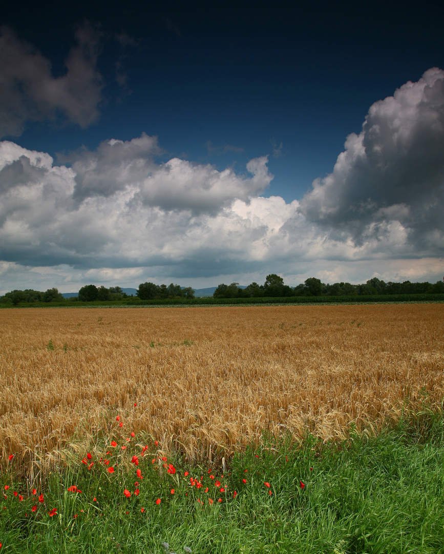 mohn-korn-wolken