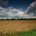 mohn-korn-wolken