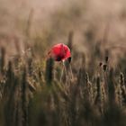 Mohn Kornblume