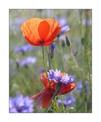 Mohn & Kornblume