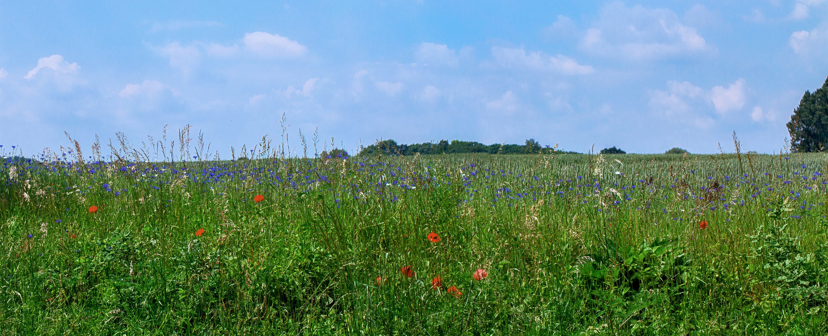 Mohn Kornblumen 001