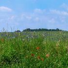 Mohn Kornblumen 001