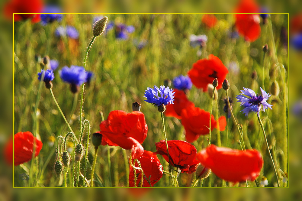 Mohn- & Kornblumen